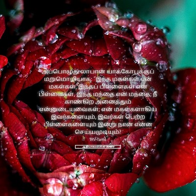 Picture 05 - ஆதியாகமம் 31:43 TAMIRV - அப்பொழுது லாபான் - Bible Verse Picture
