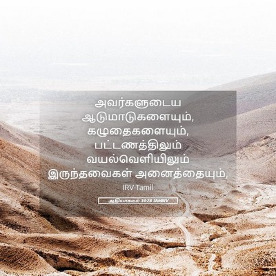 Picture 05 - ஆதியாகமம் 34:28 TAMIRV - அவர்களுடைய - Bible Verse Picture