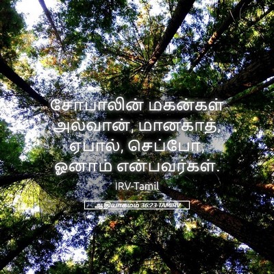 Picture 05 - ஆதியாகமம் 36:23 TAMIRV - சோபாலின் மகன்கள் - Bible Verse Picture