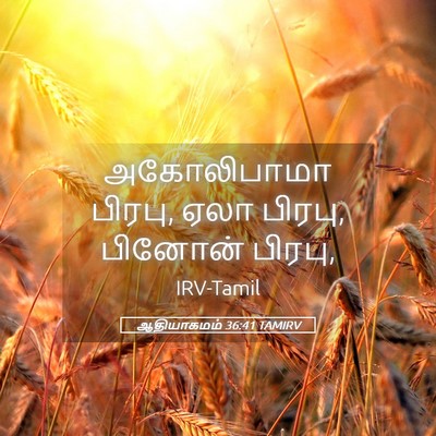 Picture 05 - ஆதியாகமம் 36:41 TAMIRV - அகோலிபாமா பிரபு, - Bible Verse Picture