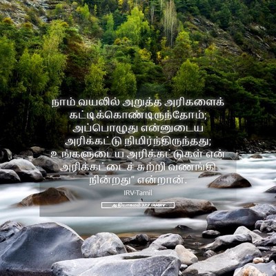 Picture 05 - ஆதியாகமம் 37:7 TAMIRV - நாம் வயலில் - Bible Verse Picture