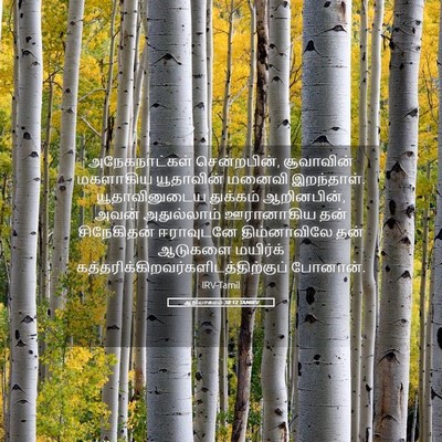 Picture 05 - ஆதியாகமம் 38:12 TAMIRV - அநேகநாட்கள் - Bible Verse Picture