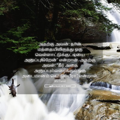 Picture 05 - ஆதியாகமம் 38:17 TAMIRV - அதற்கு அவன்: நான் - Bible Verse Picture