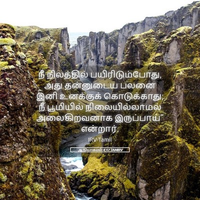 Picture 05 - ஆதியாகமம் 4:12 TAMIRV - நீ நிலத்தில் - Bible Verse Picture
