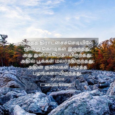 Picture 05 - ஆதியாகமம் 40:10 TAMIRV - அந்தத் - Bible Verse Picture