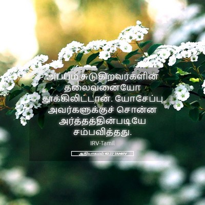 Picture 05 - ஆதியாகமம் 40:22 TAMIRV - அப்பம் - Bible Verse Picture