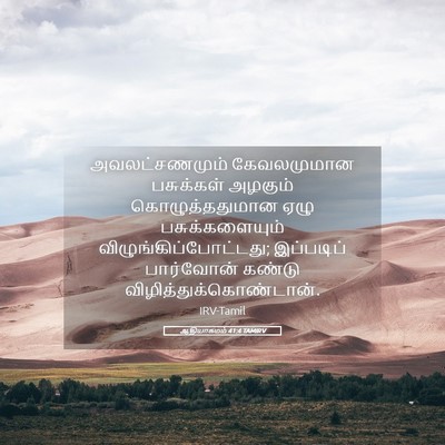 Picture 05 - ஆதியாகமம் 41:4 TAMIRV - அவலட்சணமும் - Bible Verse Picture