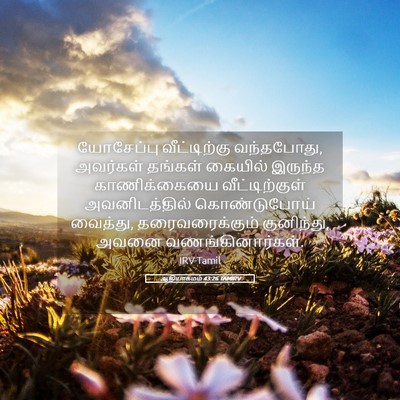 Picture 05 - ஆதியாகமம் 43:26 TAMIRV - யோசேப்பு - Bible Verse Picture