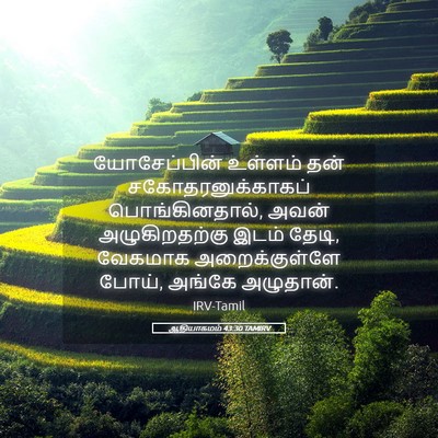 Picture 05 - ஆதியாகமம் 43:30 TAMIRV - யோசேப்பின் உள்ளம் - Bible Verse Picture