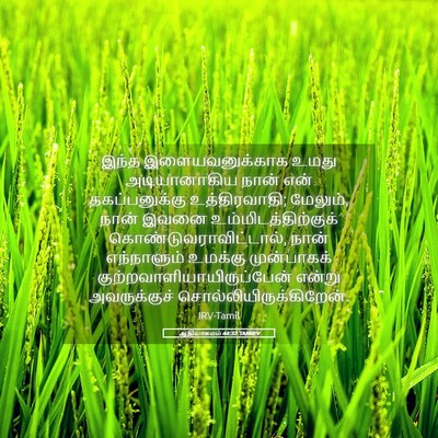 Picture 05 - ஆதியாகமம் 44:32 TAMIRV - இந்த இளையவனுக்காக - Bible Verse Picture