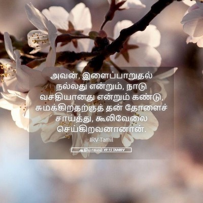 Picture 05 - ஆதியாகமம் 49:15 TAMIRV - அவன், - Bible Verse Picture