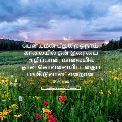 Picture 05 - ஆதியாகமம் 49:27 TAMIRV - பென்யமீன் பீறுகிற - Bible Verse Picture