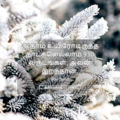 Picture 05 - ஆதியாகமம் 5:5 TAMIRV - ஆதாம் - Bible Verse Picture
