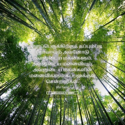 Picture 05 - ஆதியாகமம் 7:7 TAMIRV -  - Bible Verse Picture
