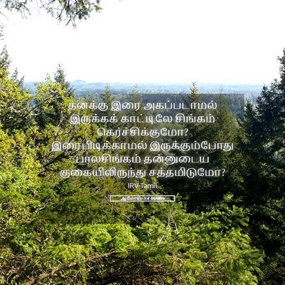Picture 05 - ஆமோஸ் 3:4 TAMIRV - தனக்கு இரை - Bible Verse Picture