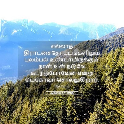 Picture 05 - ஆமோஸ் 5:17 TAMIRV - எல்லாத் - Bible Verse Picture