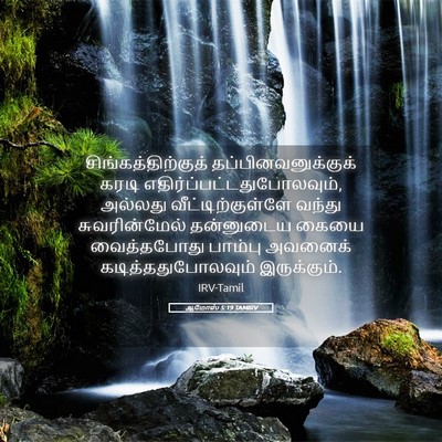 Picture 05 - ஆமோஸ் 5:19 TAMIRV - சிங்கத்திற்குத் - Bible Verse Picture