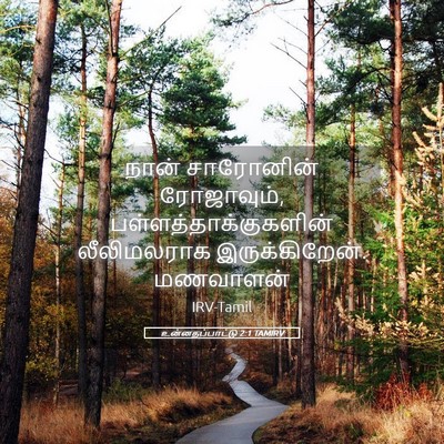 Picture 05 - உன்னதப்பாட்டு 2:1 TAMIRV - நான் சாரோனின் - Bible Verse Picture