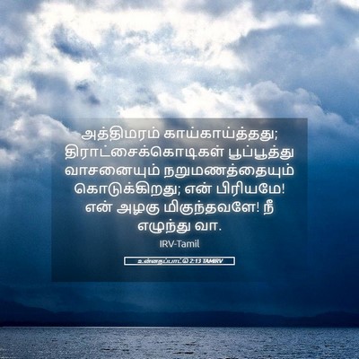 Picture 05 - உன்னதப்பாட்டு 2:13 TAMIRV - அத்திமரம் - Bible Verse Picture