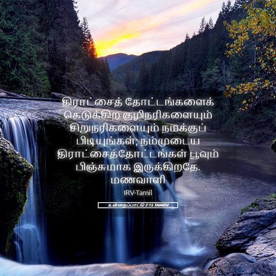 Picture 05 - உன்னதப்பாட்டு 2:15 TAMIRV - திராட்சைத் - Bible Verse Picture