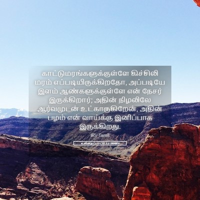 Picture 05 - உன்னதப்பாட்டு 2:3 TAMIRV -  - Bible Verse Picture