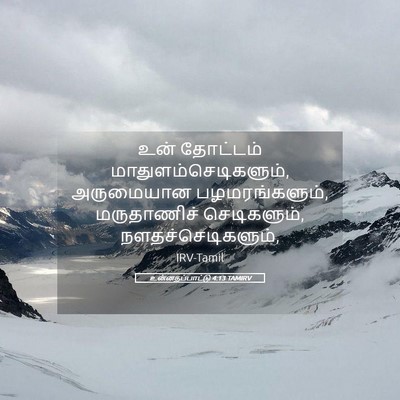 Picture 05 - உன்னதப்பாட்டு 4:13 TAMIRV - உன் தோட்டம் - Bible Verse Picture