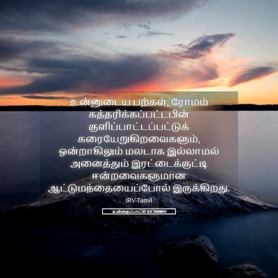 Picture 05 - உன்னதப்பாட்டு 4:2 TAMIRV - உன்னுடைய பற்கள், - Bible Verse Picture