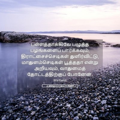 Picture 05 - உன்னதப்பாட்டு 6:11 TAMIRV - பள்ளத்தாக்கிலே - Bible Verse Picture
