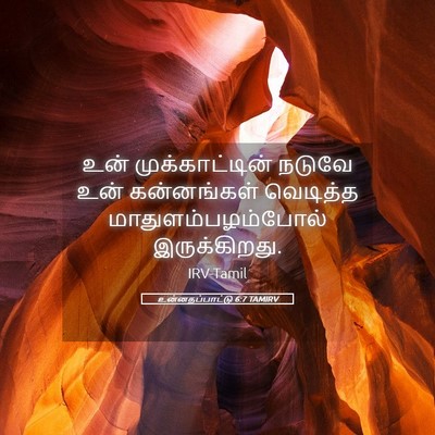 Picture 05 - உன்னதப்பாட்டு 6:7 TAMIRV - உன் முக்காட்டின் - Bible Verse Picture