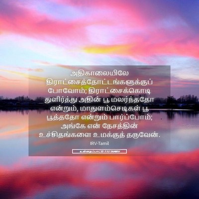 Picture 05 - உன்னதப்பாட்டு 7:12 TAMIRV - அதிகாலையிலே - Bible Verse Picture