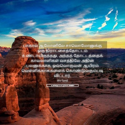 Picture 05 - உன்னதப்பாட்டு 8:11 TAMIRV - பாகால் ஆமோனிலே - Bible Verse Picture