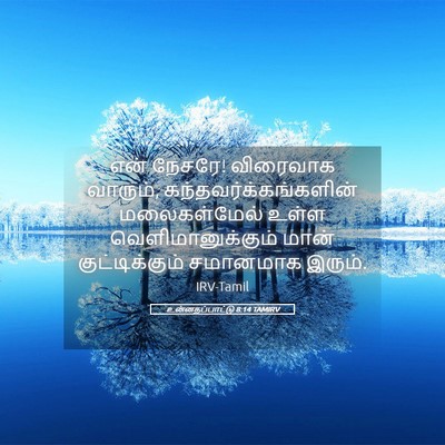 Picture 05 - உன்னதப்பாட்டு 8:14 TAMIRV - என் நேசரே! விரைவாக - Bible Verse Picture