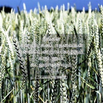 Picture 05 - உபாகமம் 14:12 TAMIRV - நீங்கள் - Bible Verse Picture