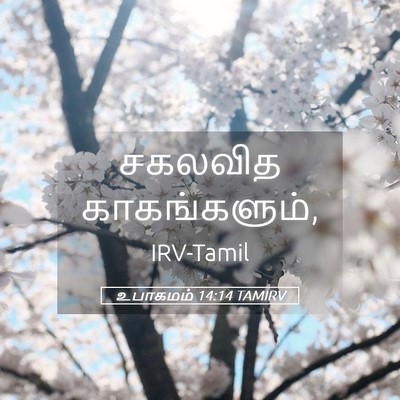 Picture 05 - உபாகமம் 14:14 TAMIRV - சகலவித - Bible Verse Picture