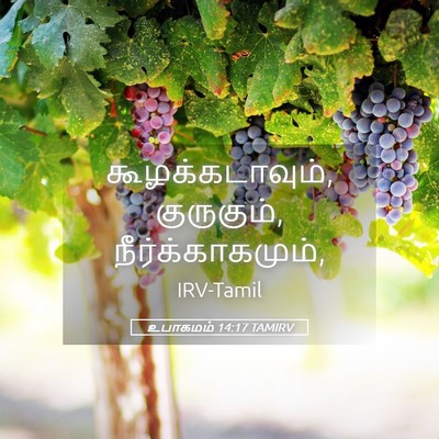 Picture 05 - உபாகமம் 14:17 TAMIRV - கூழக்கடாவும், - Bible Verse Picture
