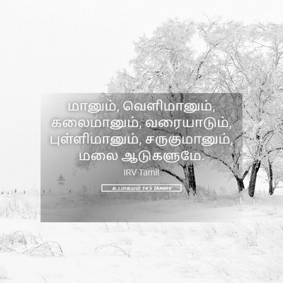 Picture 05 - உபாகமம் 14:5 TAMIRV - மானும், - Bible Verse Picture