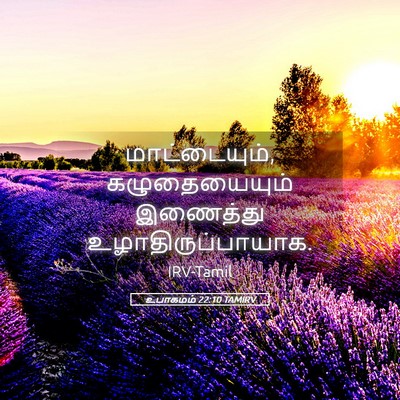 Picture 05 - உபாகமம் 22:10 TAMIRV - மாட்டையும், - Bible Verse Picture