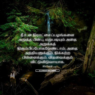 Picture 05 - உபாகமம் 24:21 TAMIRV - நீ உன் - Bible Verse Picture