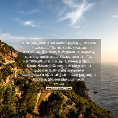 Picture 05 - உபாகமம் 28:31 TAMIRV - உன் மாடுகள் உன் - Bible Verse Picture