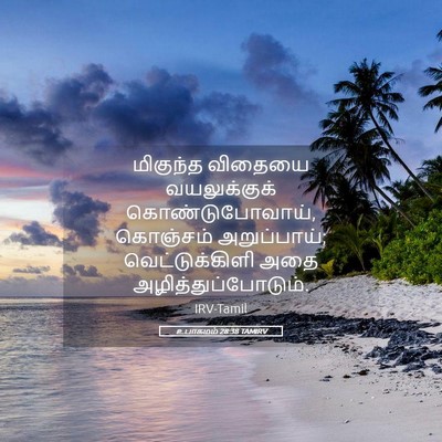 Picture 05 - உபாகமம் 28:38 TAMIRV - மிகுந்த விதையை - Bible Verse Picture
