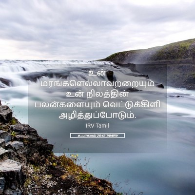 Picture 05 - உபாகமம் 28:42 TAMIRV - உன் - Bible Verse Picture