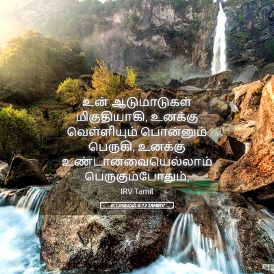 Picture 05 - உபாகமம் 8:13 TAMIRV - உன் ஆடுமாடுகள் - Bible Verse Picture