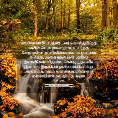 Picture 05 - எசேக்கியேல் 17:22 TAMIRV - யெகோவாகிய ஆண்டவர் - Bible Verse Picture