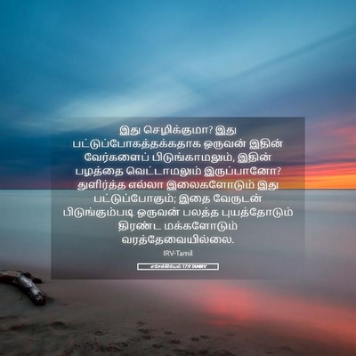 Picture 05 - எசேக்கியேல் 17:9 TAMIRV - இது செழிக்குமா? - Bible Verse Picture