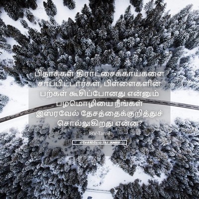 Picture 05 - எசேக்கியேல் 18:2 TAMIRV - பிதாக்கள் - Bible Verse Picture