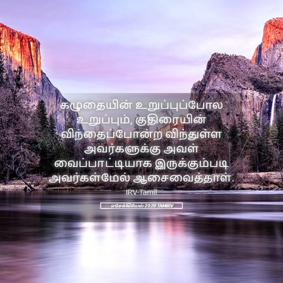 Picture 05 - எசேக்கியேல் 23:20 TAMIRV - கழுதையின் - Bible Verse Picture