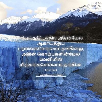 Picture 05 - எசேக்கியேல் 31:13 TAMIRV - விழுந்துகிடக்கிற - Bible Verse Picture