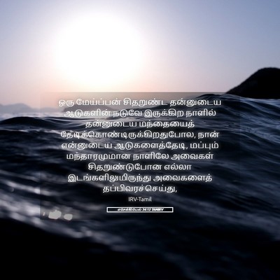 Picture 05 - எசேக்கியேல் 34:12 TAMIRV - ஒரு மேய்ப்பன் - Bible Verse Picture