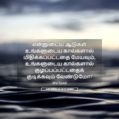 Picture 05 - எசேக்கியேல் 34:19 TAMIRV - என்னுடைய ஆடுகள் - Bible Verse Picture