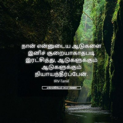 Picture 05 - எசேக்கியேல் 34:22 TAMIRV - நான் என்னுடைய - Bible Verse Picture